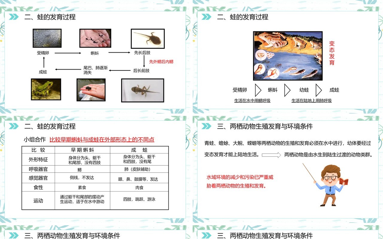 部编版八年级生物下册两栖动物的生殖和发育课件PPT模板