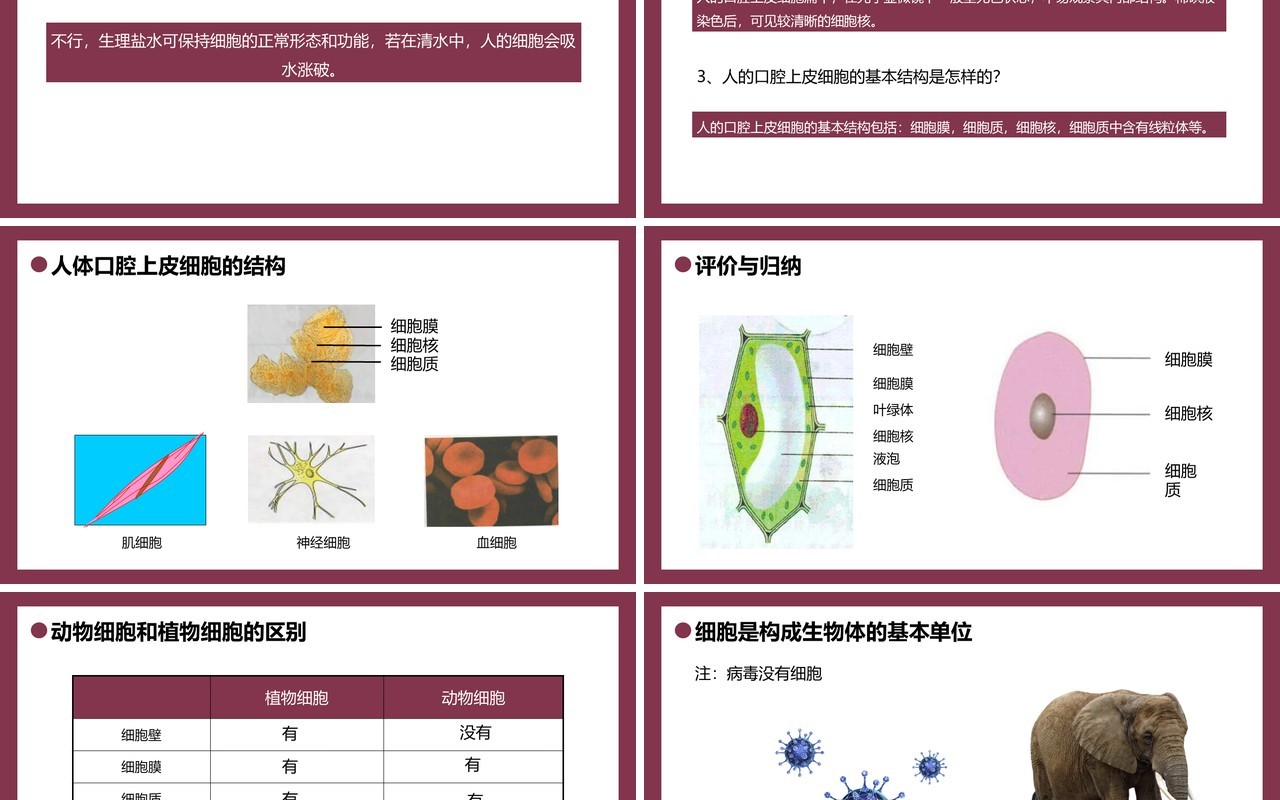 部编版七年级生物上册动物细胞课件PPT模板