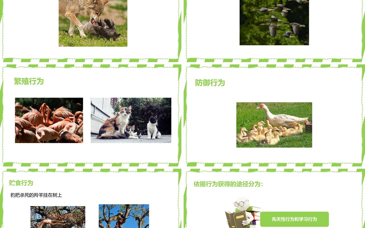 部编版八年级生物上册先天性行为和学习行为PPT模板