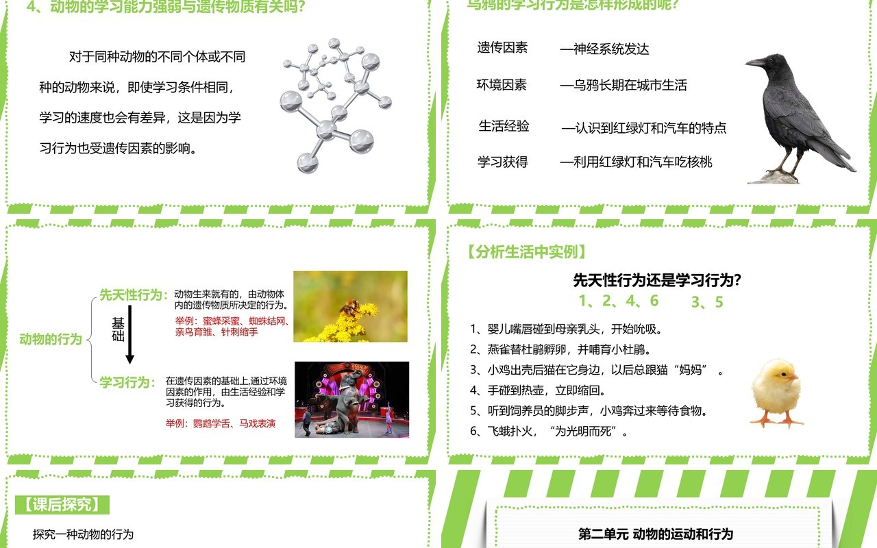 部编版八年级生物上册先天性行为和学习行为PPT模板