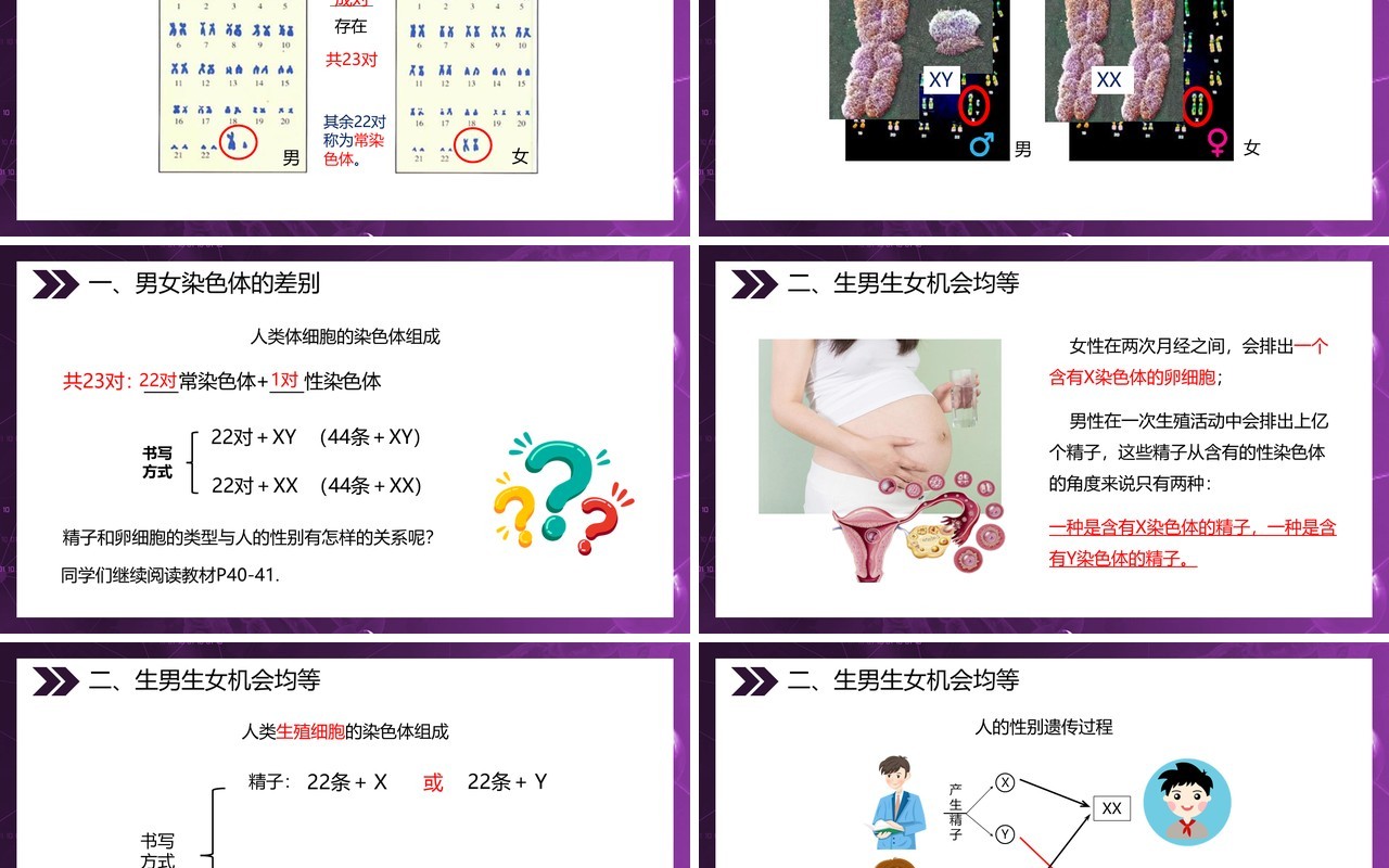 部编版八年级生物下册人的性别遗传课件PPT模板