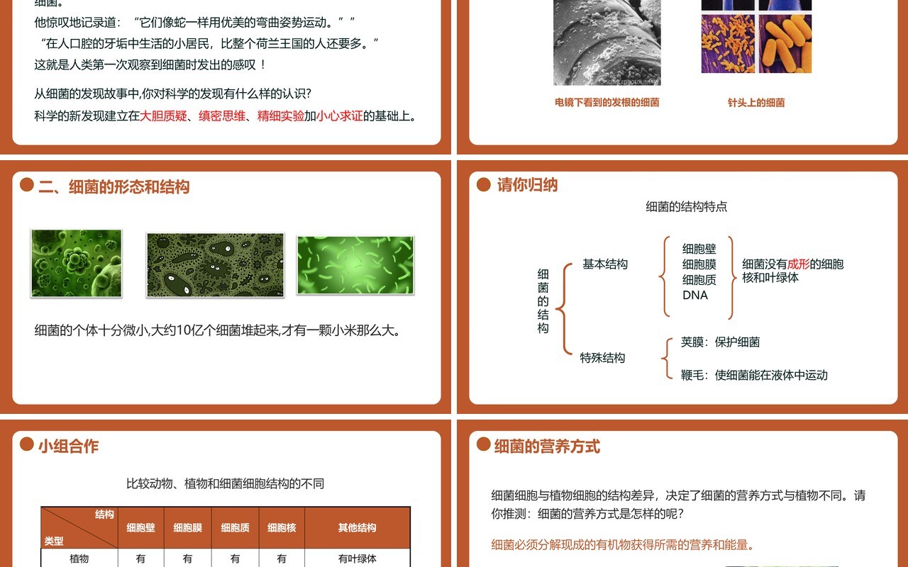 部编版八年级生物上册细菌PPT模板