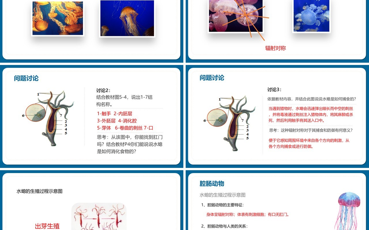 部编版八年级生物上册腔肠动物和扁形动物PPT模板