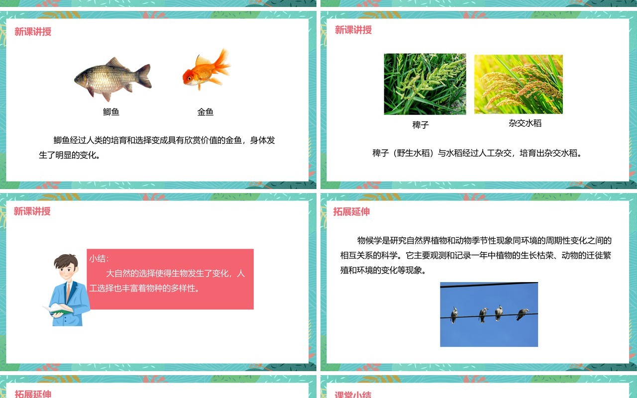 教科版六年级科学上册谁选择了它们PPT模板