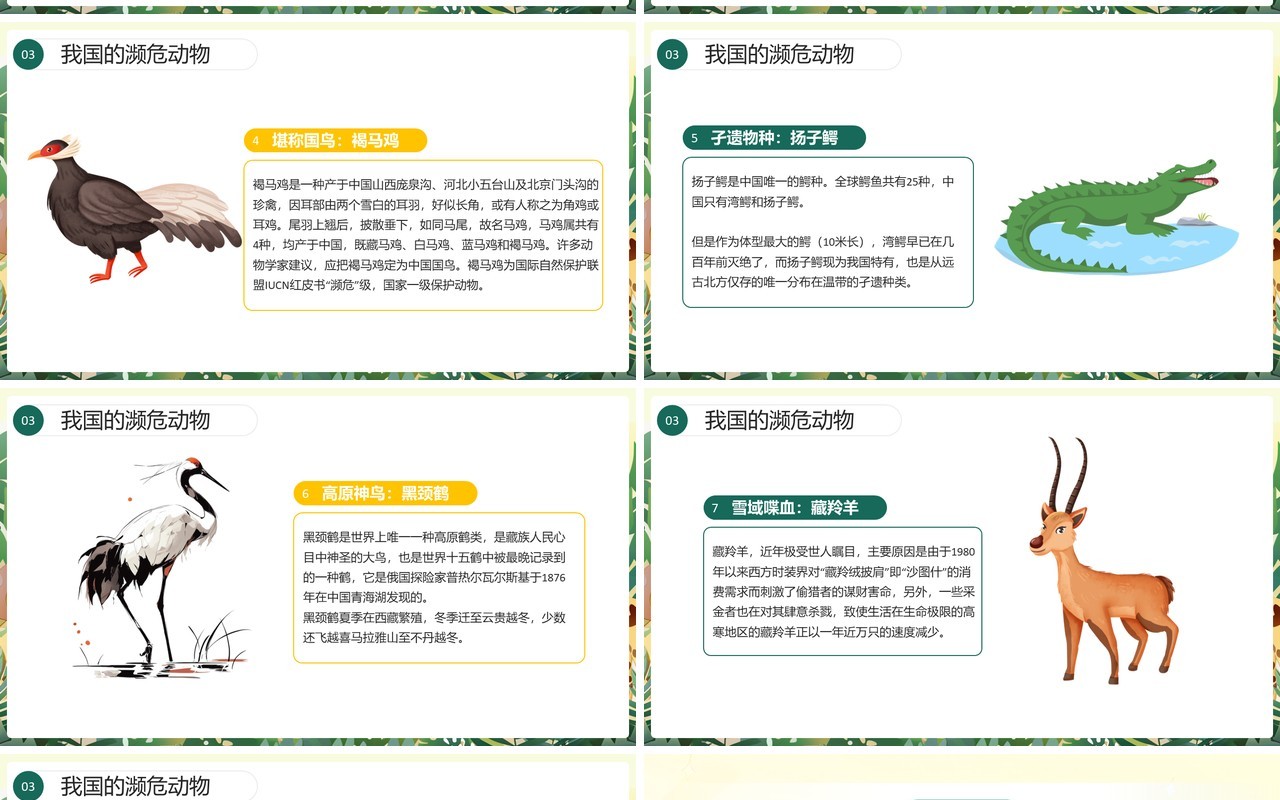 绿色插画风世界动物日介绍PPT模板
