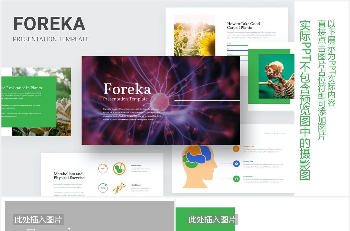 生物教育医疗医院人体模型PPT模板Foreka - Biology Education Powerpoint