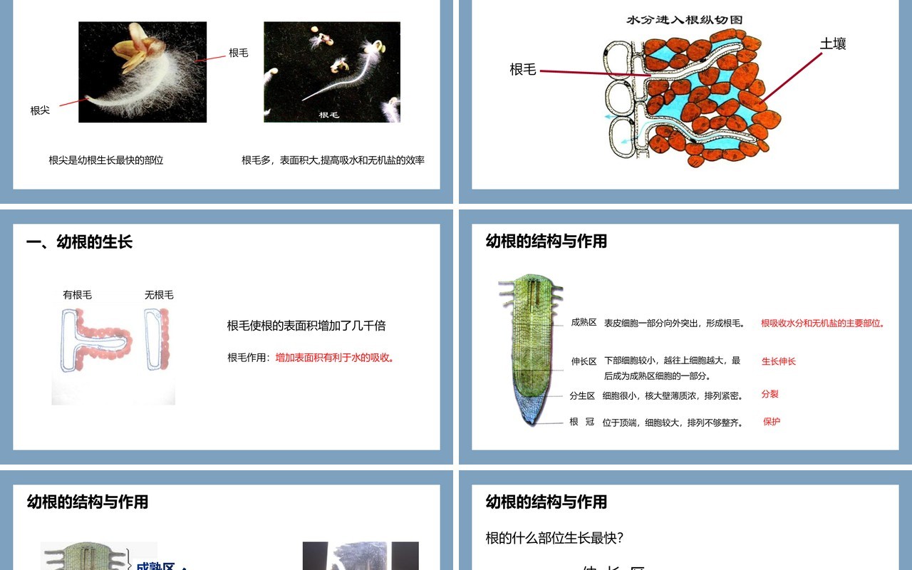 部编版七年级生物上册植株的生长课件PPT模板