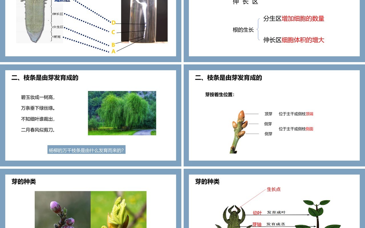 部编版七年级生物上册植株的生长课件PPT模板