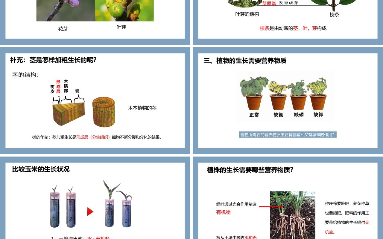 部编版七年级生物上册植株的生长课件PPT模板