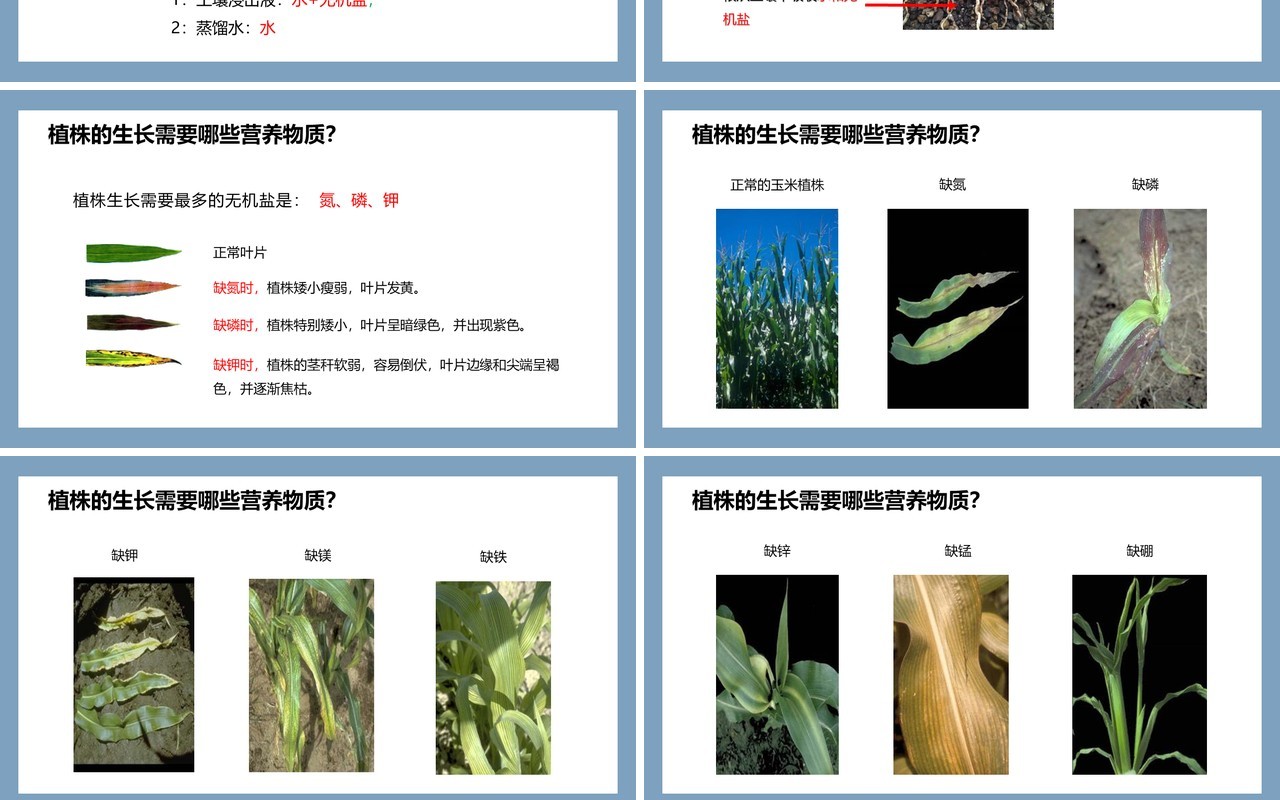 部编版七年级生物上册植株的生长课件PPT模板