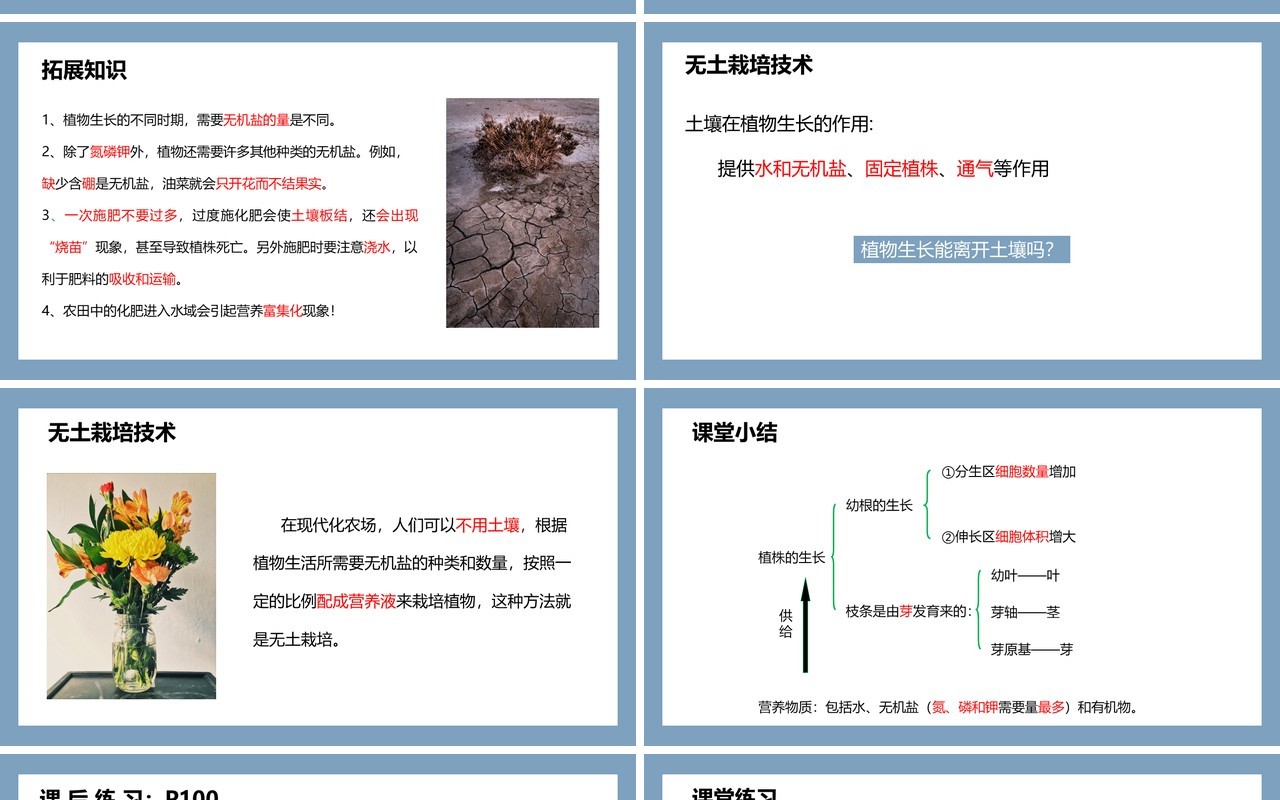 部编版七年级生物上册植株的生长课件PPT模板