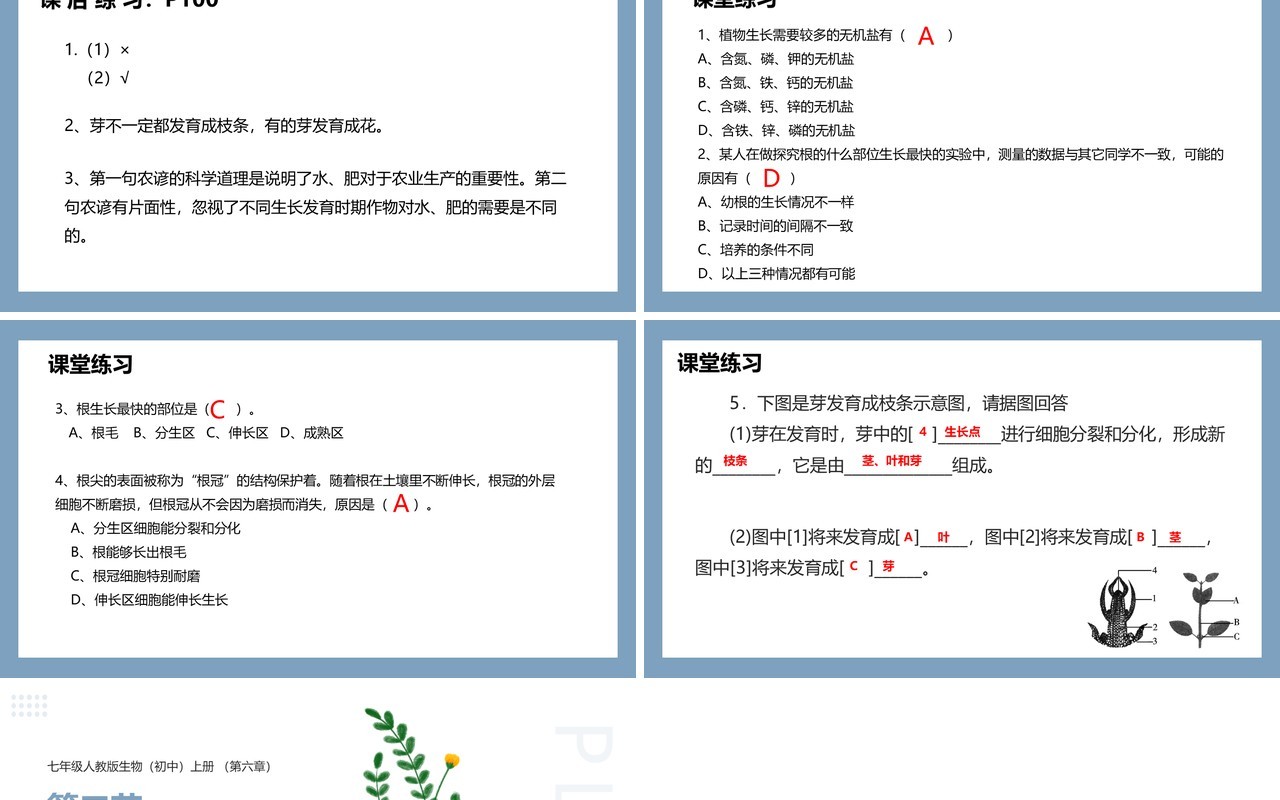 部编版七年级生物上册植株的生长课件PPT模板