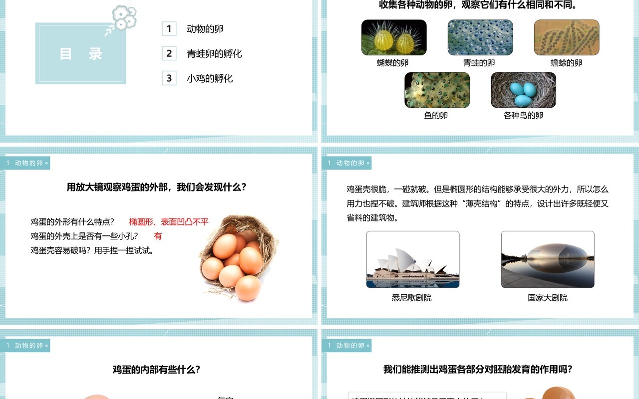 教科版四年级下册动物的卵课件PPT模板