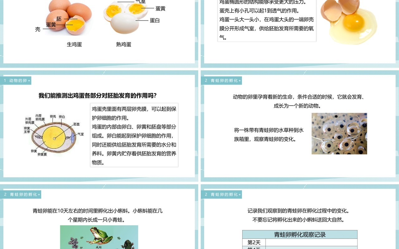 教科版四年级下册动物的卵课件PPT模板