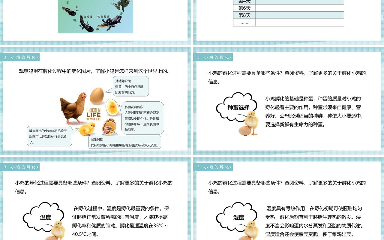 教科版四年级下册动物的卵课件PPT模板