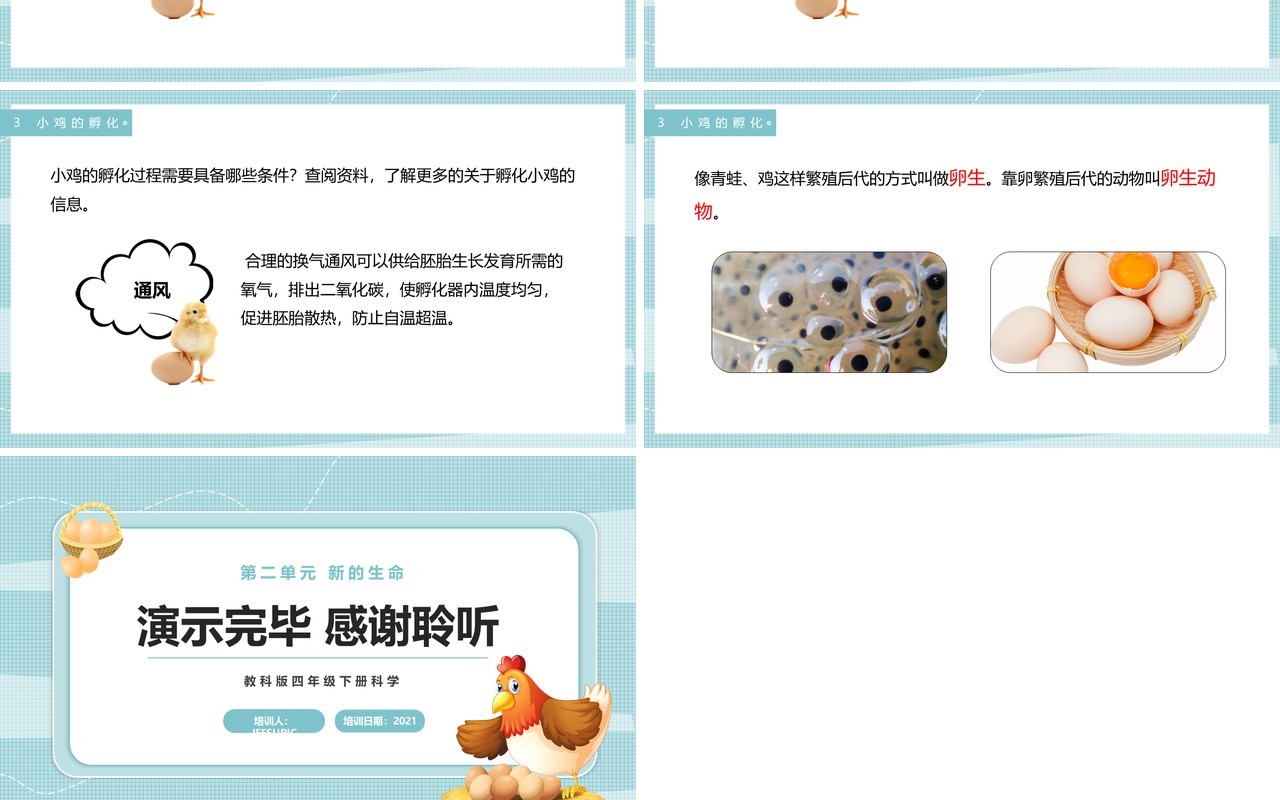 教科版四年级下册动物的卵课件PPT模板