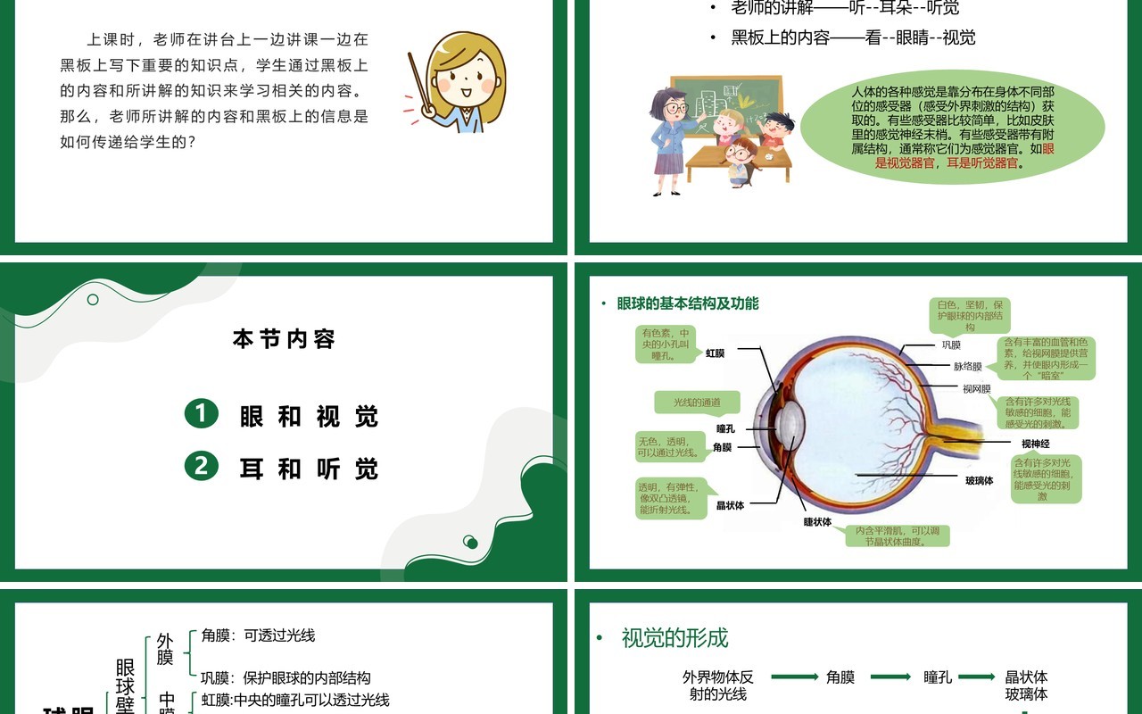 部编版九年级上册人体对外环境的感知课件PPT模板