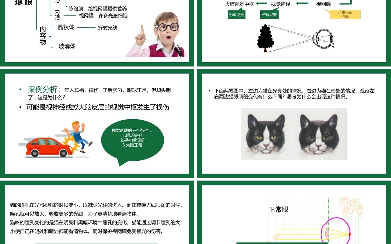 部编版九年级上册人体对外环境的感知课件PPT模板