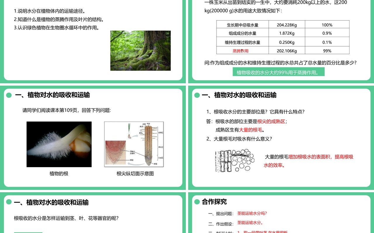 人教版七年级生物上册绿色植物与生物圈的水循环课件PPT模板