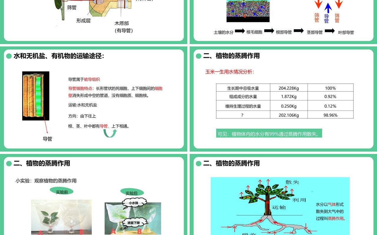 人教版七年级生物上册绿色植物与生物圈的水循环课件PPT模板