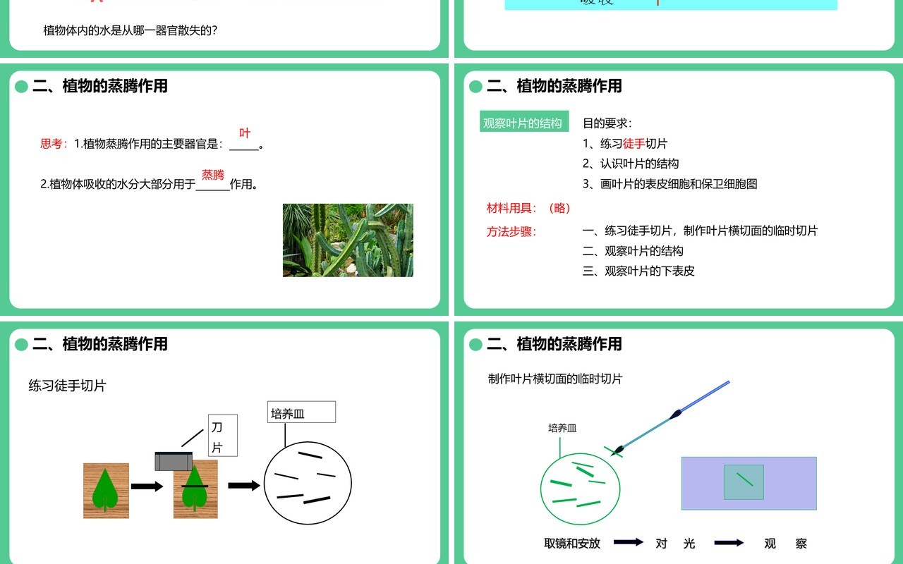人教版七年级生物上册绿色植物与生物圈的水循环课件PPT模板