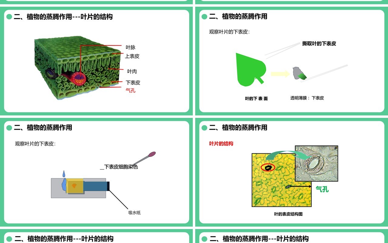 人教版七年级生物上册绿色植物与生物圈的水循环课件PPT模板