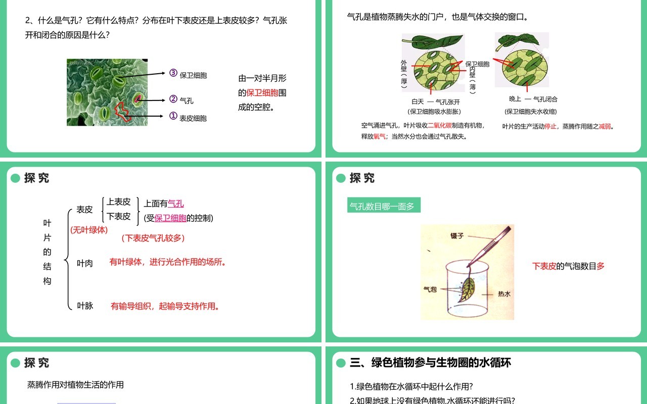 人教版七年级生物上册绿色植物与生物圈的水循环课件PPT模板