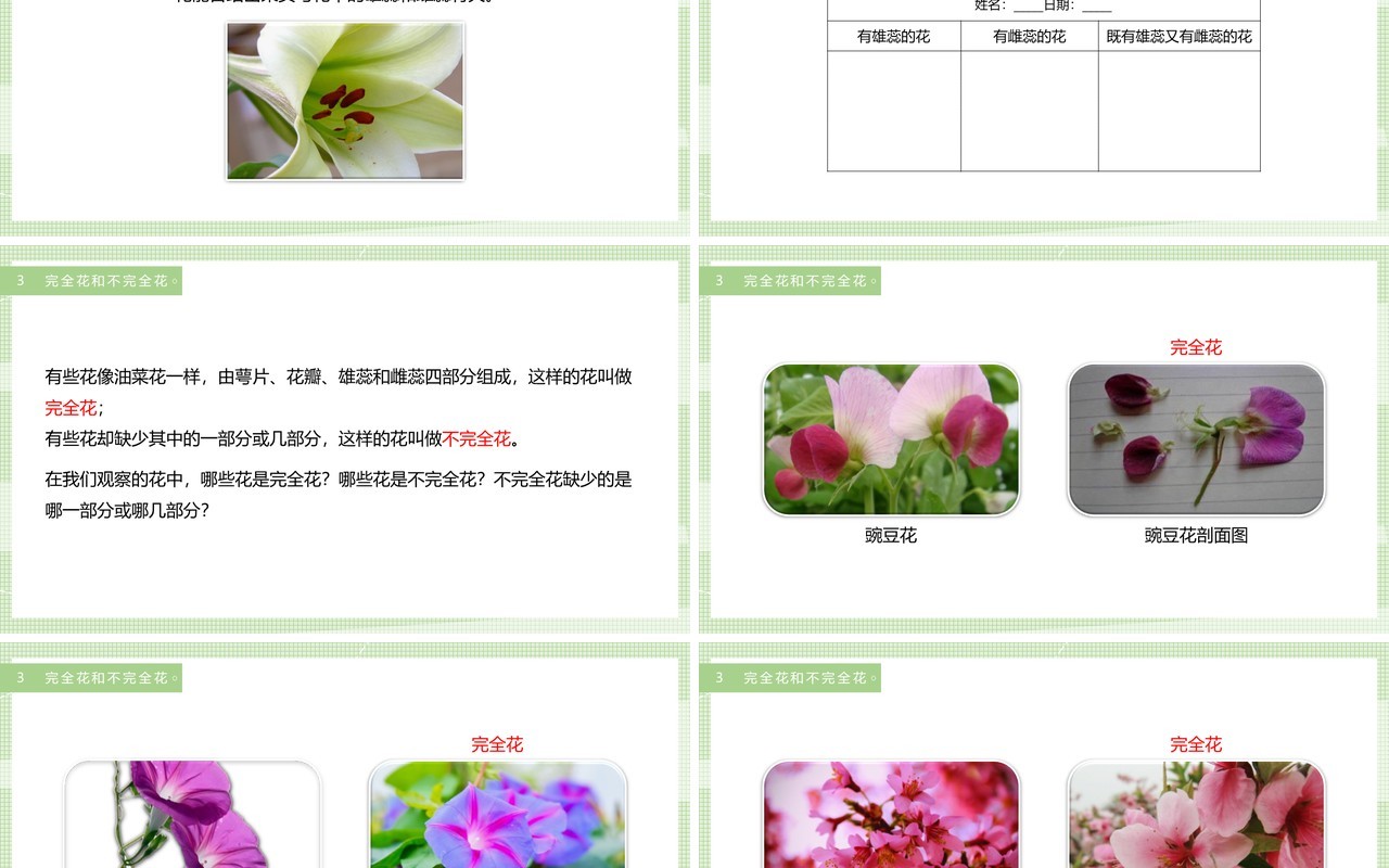 教科版四年级下册各种各样的花课件PPT模板