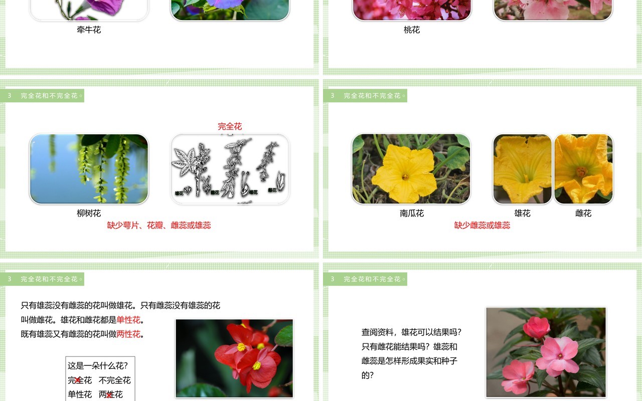 教科版四年级下册各种各样的花课件PPT模板