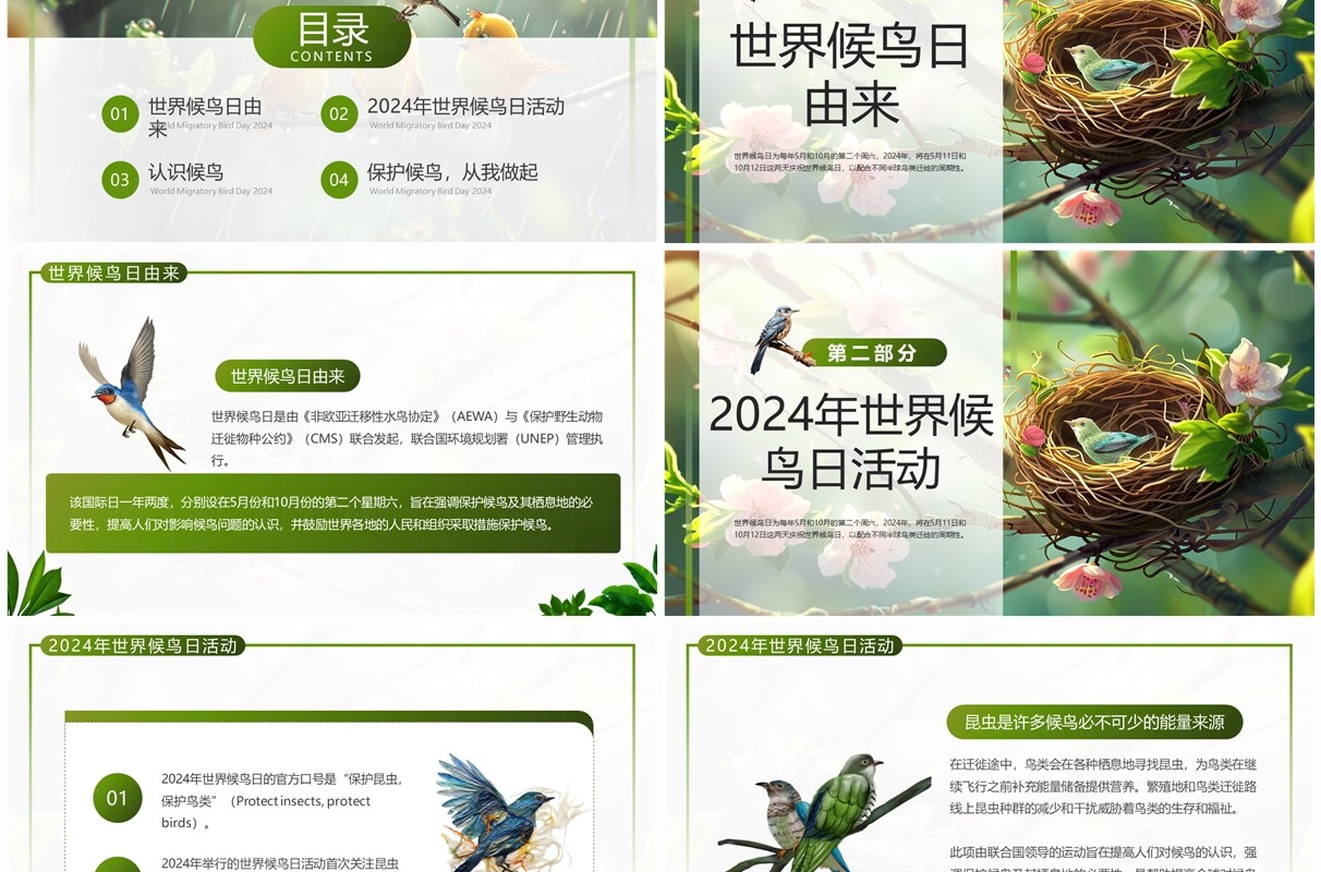 绿色插画风世界候鸟日节日科普PPT模板