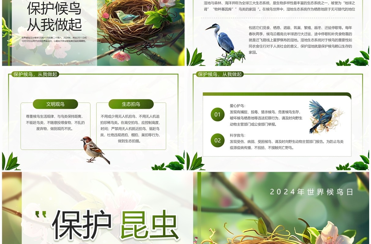 绿色插画风世界候鸟日节日科普PPT模板