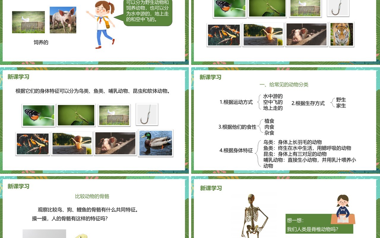 教科版六年级科学上册种类繁多的动物PPT模板