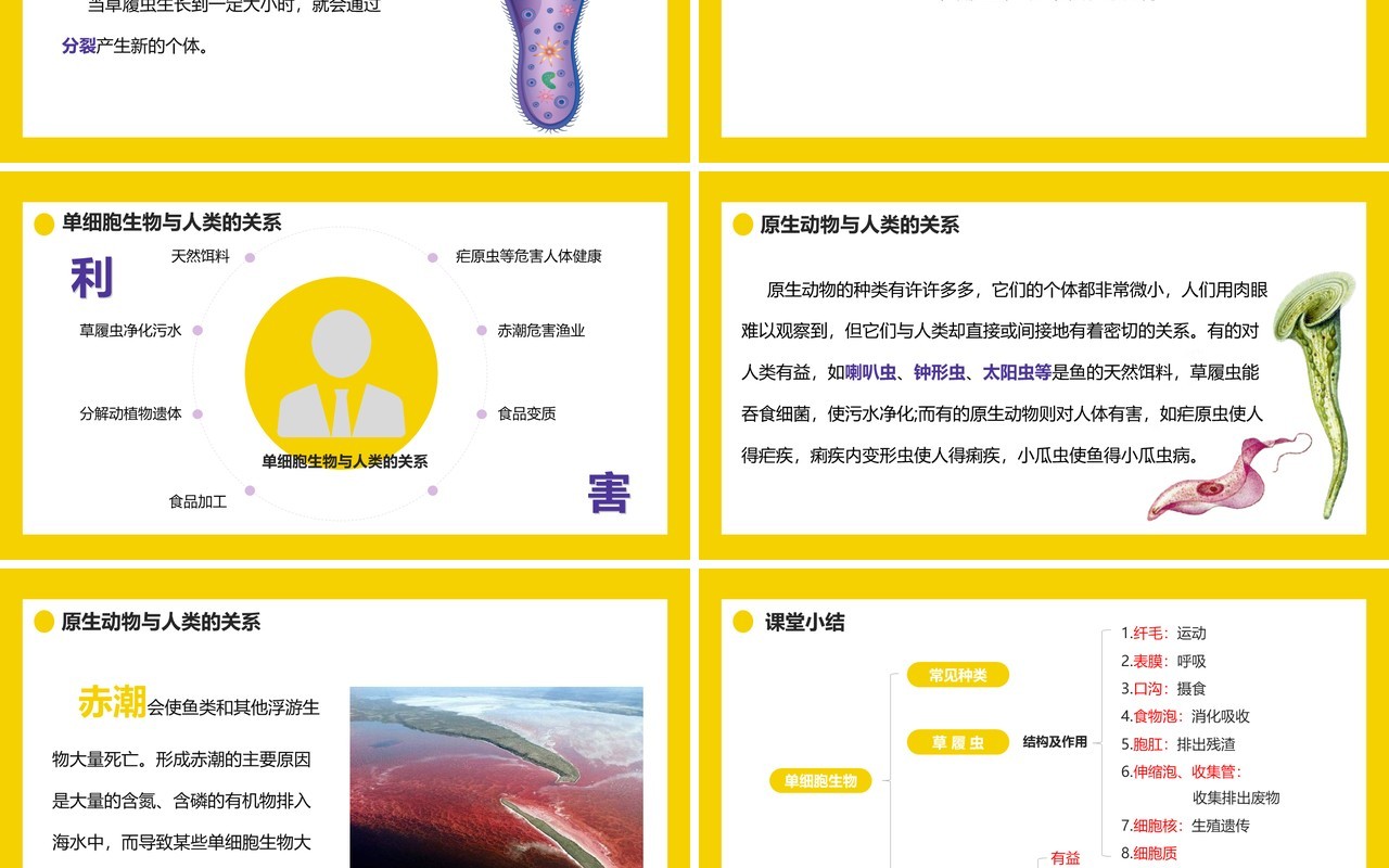 部编版七年级生物上册单细胞生物课件PPT模板