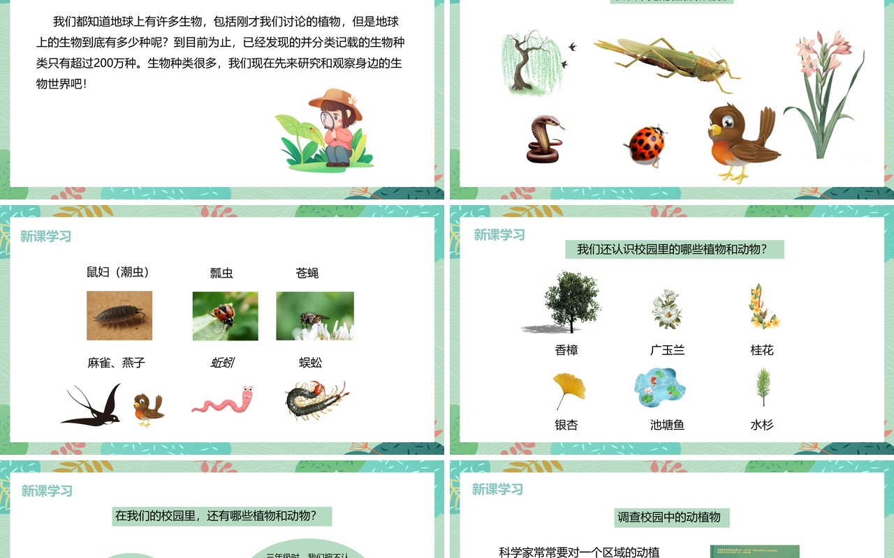 教科版六年级科学上册校园生物大搜索PPT模板