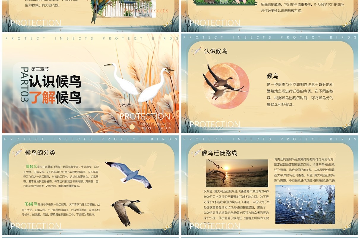 蓝色插画风世界候鸟日介绍PPT模板