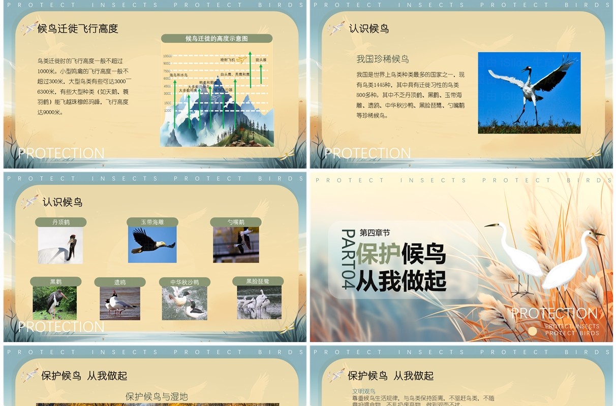 蓝色插画风世界候鸟日介绍PPT模板