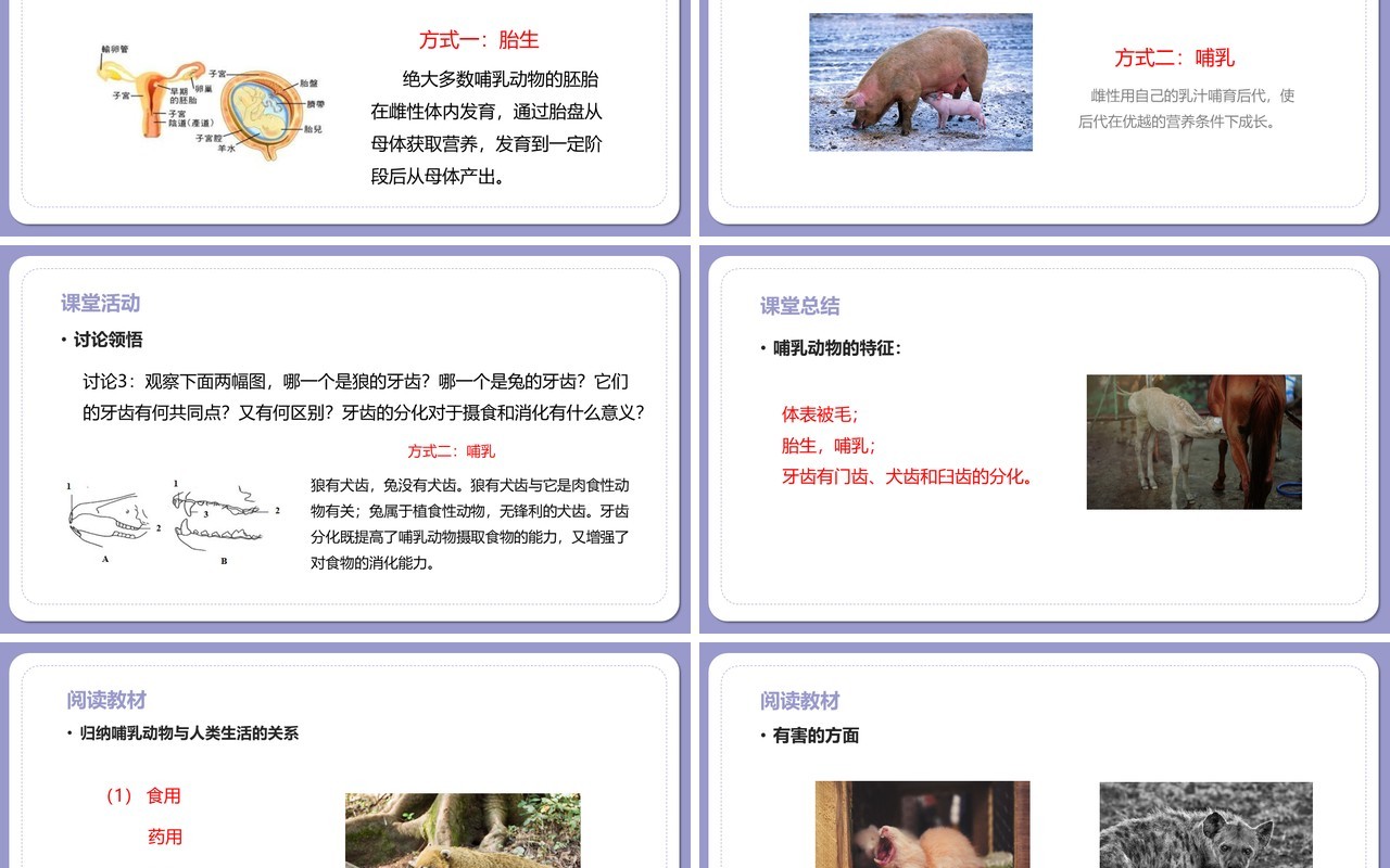 部编版八年级生物上册哺乳动物PPT模板
