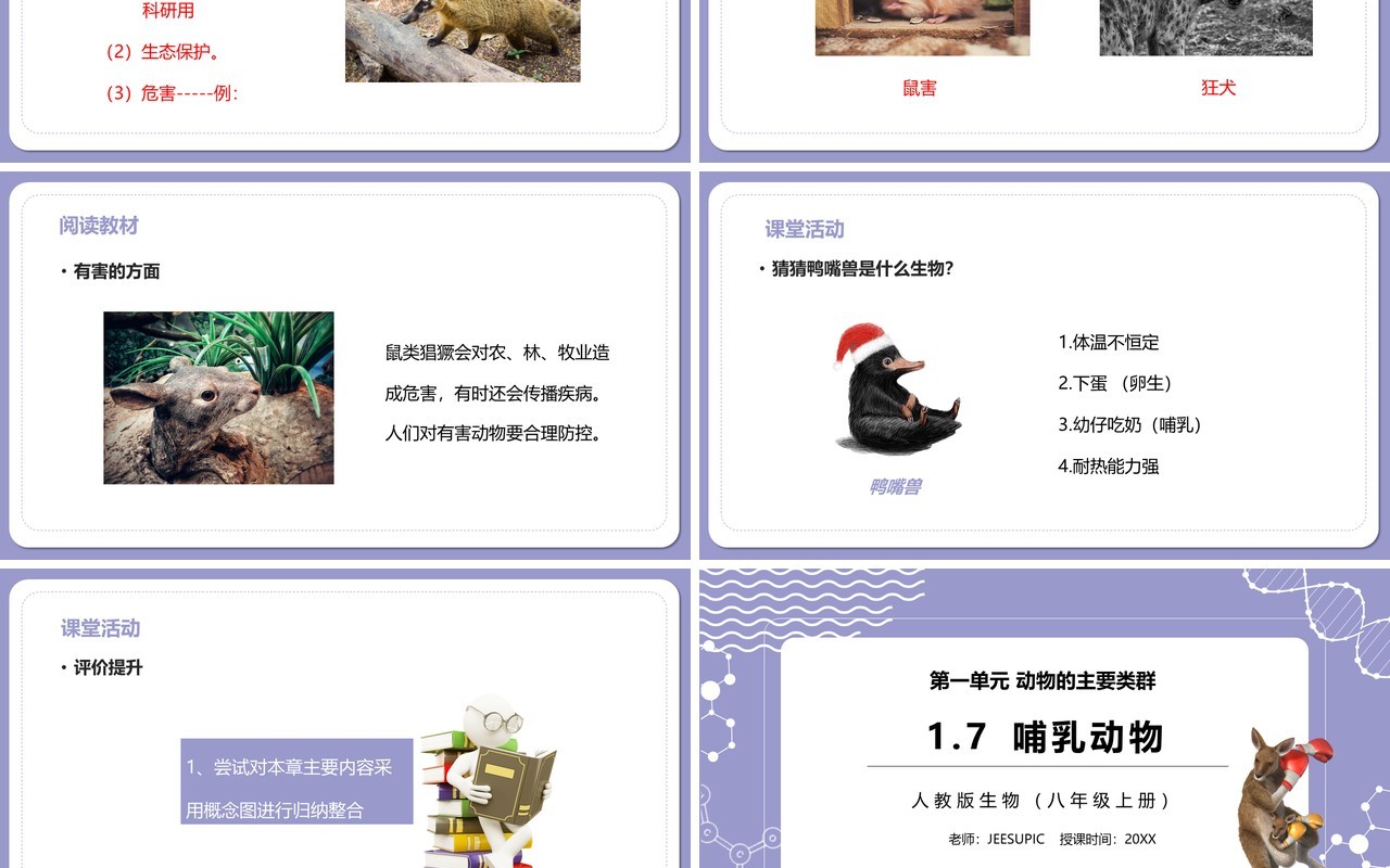 部编版八年级生物上册哺乳动物PPT模板