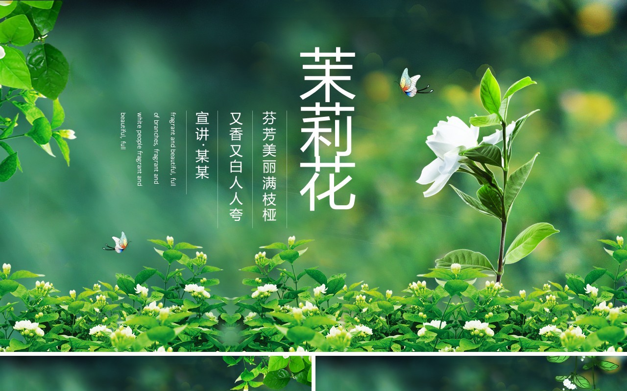 茉莉花芬芳美丽满枝桠又香又白人人夸动态PPT模板