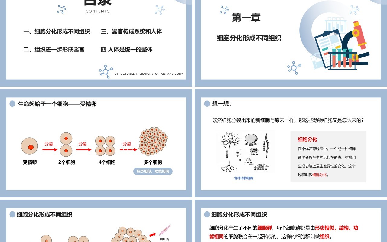 部编版七年级生物上册动物体的结构层次课件PPT模板