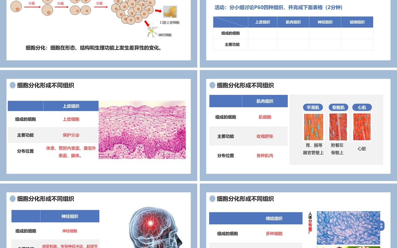 部编版七年级生物上册动物体的结构层次课件PPT模板