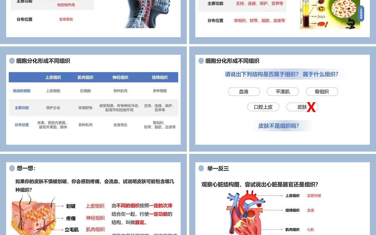 部编版七年级生物上册动物体的结构层次课件PPT模板