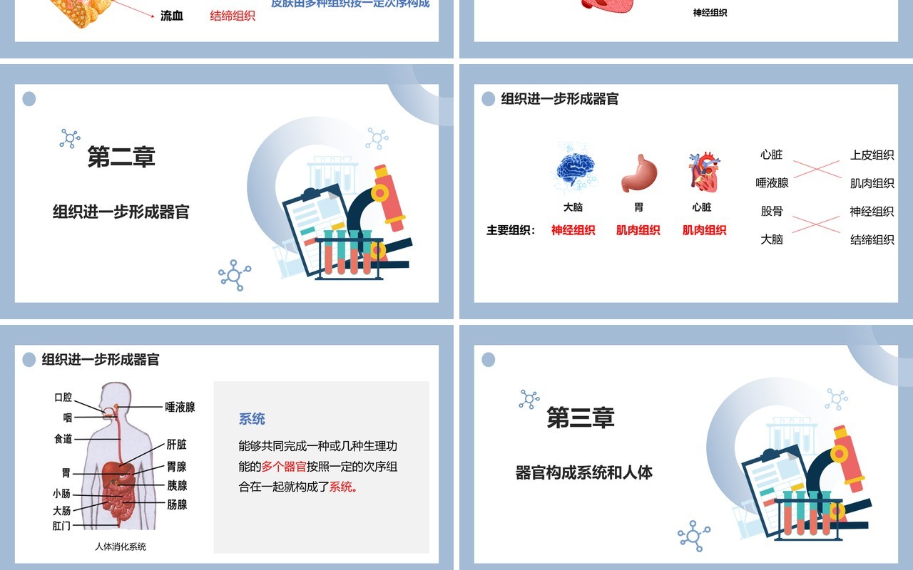 部编版七年级生物上册动物体的结构层次课件PPT模板