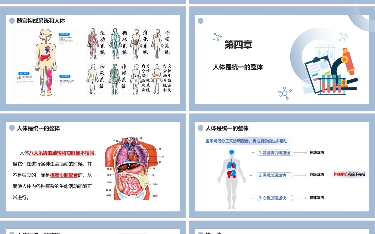 部编版七年级生物上册动物体的结构层次课件PPT模板