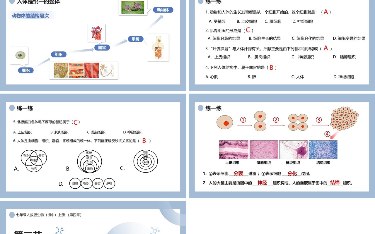 部编版七年级生物上册动物体的结构层次课件PPT模板