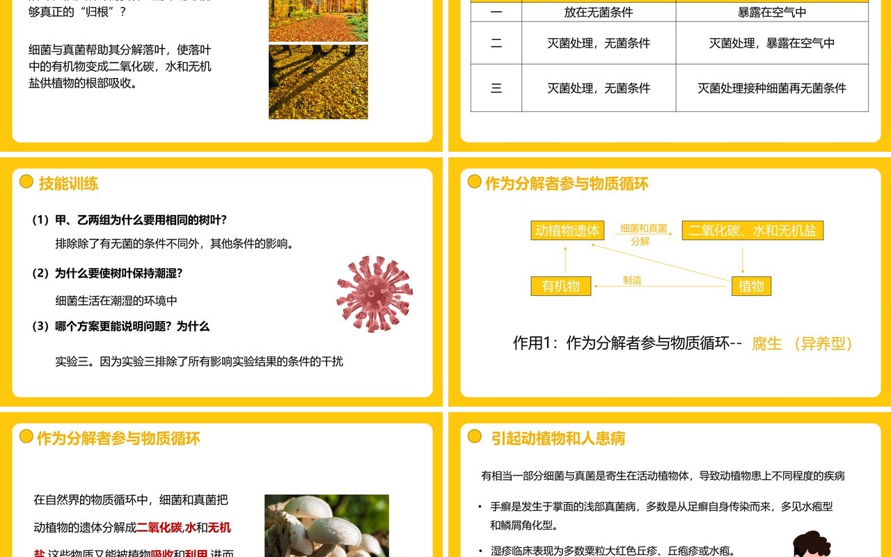 部编版八年级生物上册细菌和真菌在自然界中的作用PPT模板