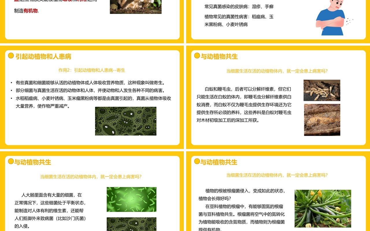 部编版八年级生物上册细菌和真菌在自然界中的作用PPT模板