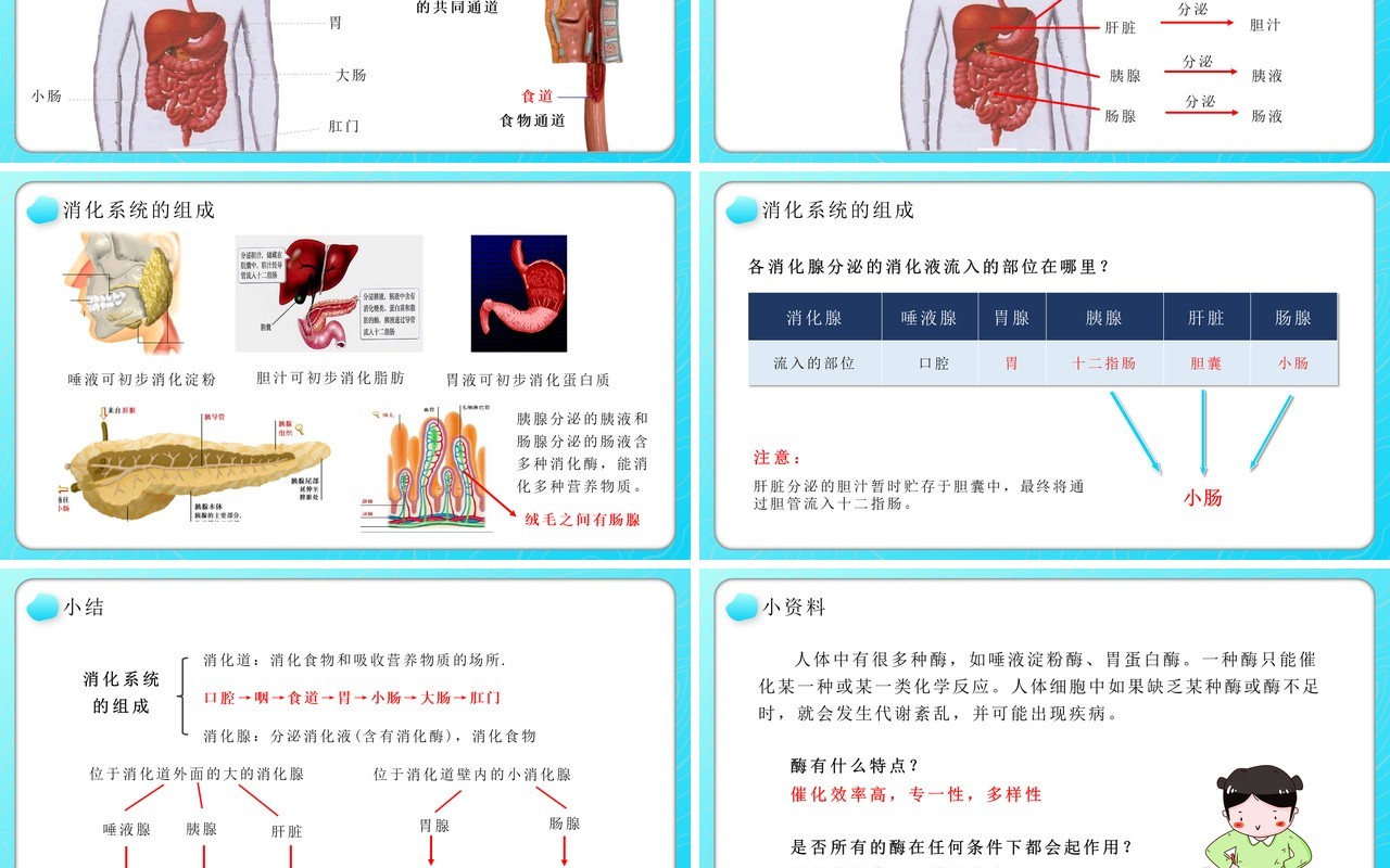 部编版七年级生物下册消化和吸收课件PPT教育课件模板