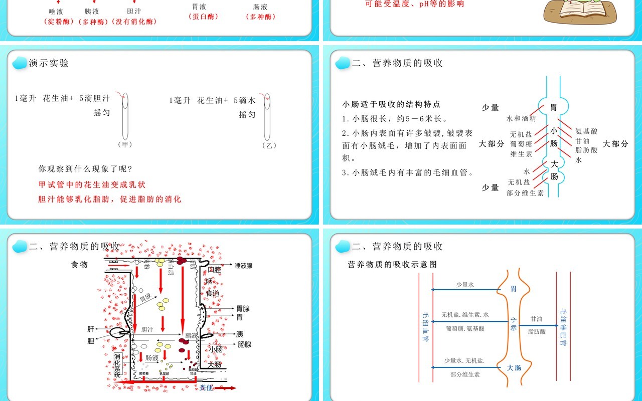 部编版七年级生物下册消化和吸收课件PPT教育课件模板