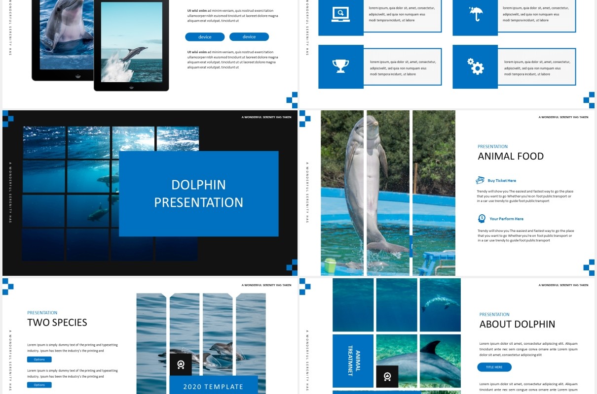 简约蓝色海豚宣传介绍PPT模板Dolphine Species Templates